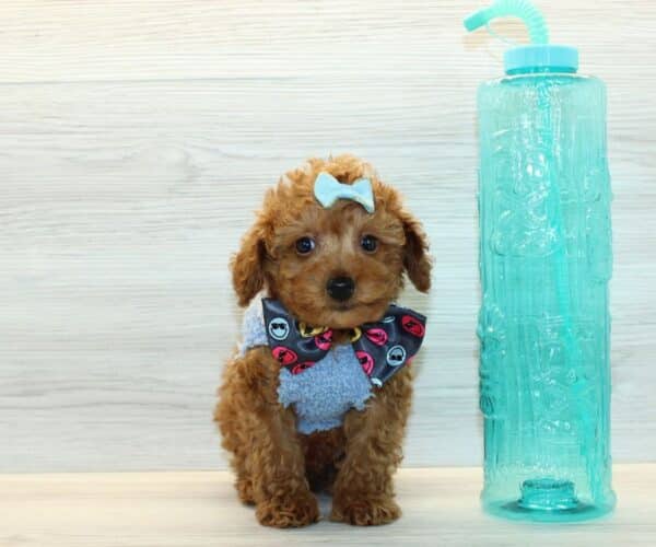 Ryder - Toy Poodle Puppy - Image 3
