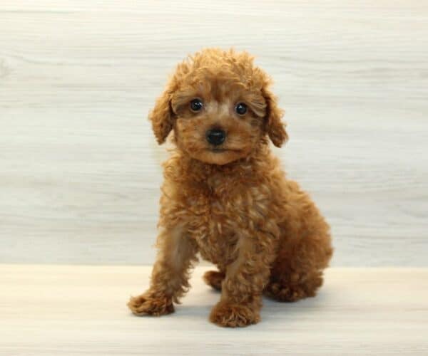 Ryder - Toy Poodle Puppy - Image 5