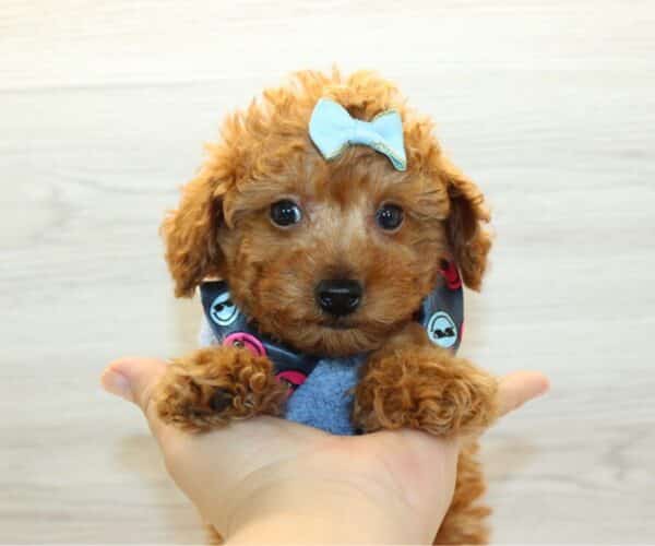 Ryder - Toy Poodle Puppy - Image 2