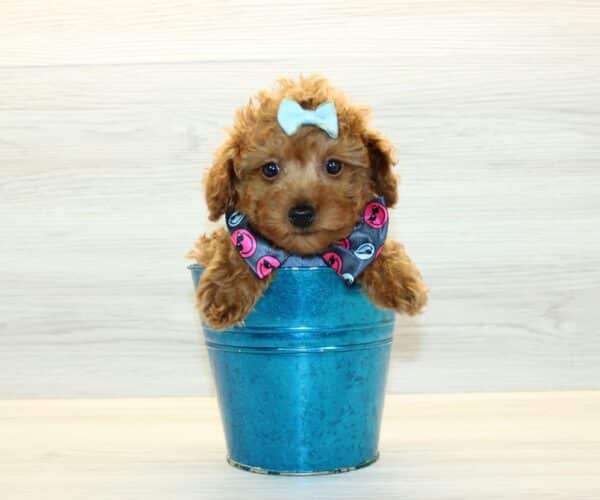 Ryder - Toy Poodle Puppy - Image 4