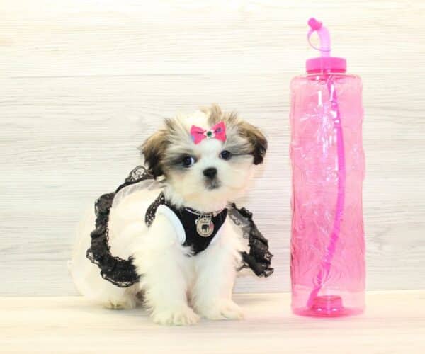 Siwa - Toy Shih Tzu Puppy - Image 3