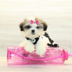 Siwa - Toy Shih Tzu Puppy
