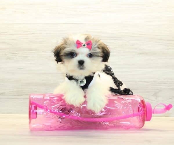 Siwa - Toy Shih Tzu Puppy