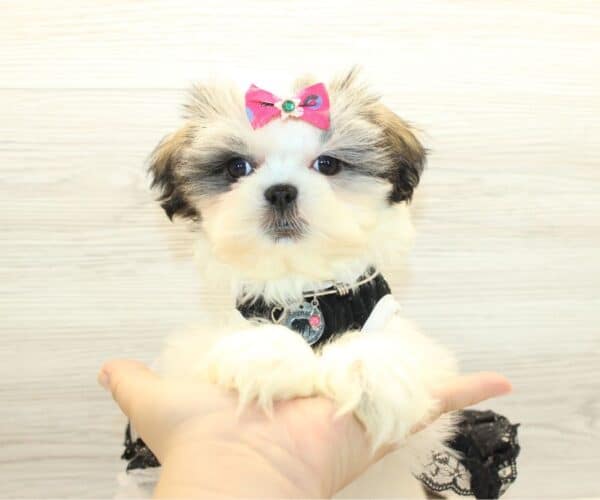 Siwa - Toy Shih Tzu Puppy - Image 2