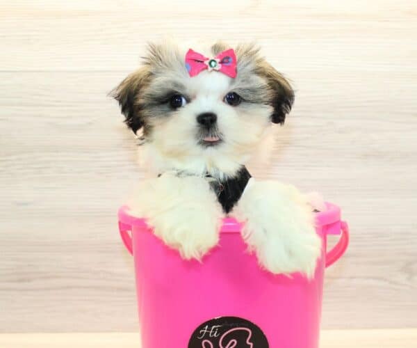 Siwa - Toy Shih Tzu Puppy - Image 5
