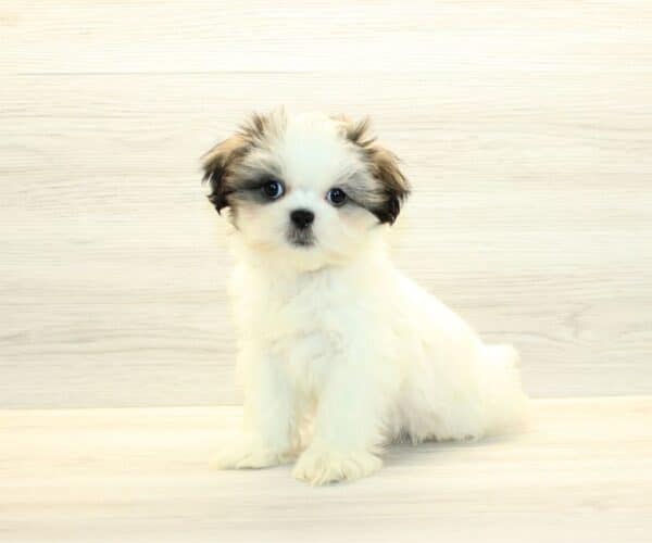 Siwa - Toy Shih Tzu Puppy - Image 6