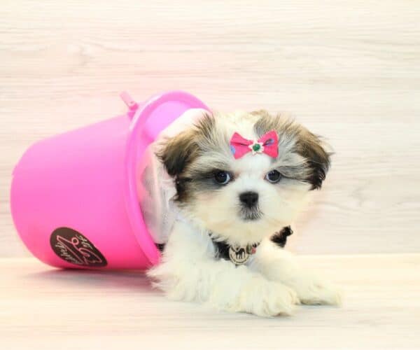 Siwa - Toy Shih Tzu Puppy - Image 4