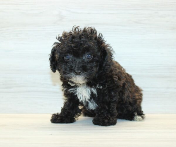 Soda - Teacup Poodle Puppy - Image 2