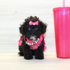 Soda - Teacup Poodle Puppy