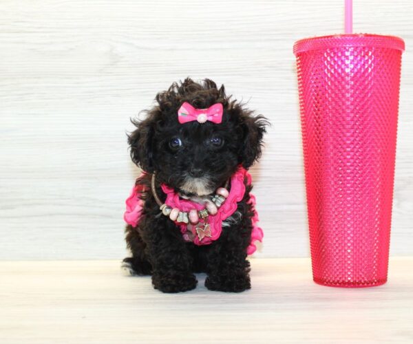 Soda - Teacup Poodle Puppy