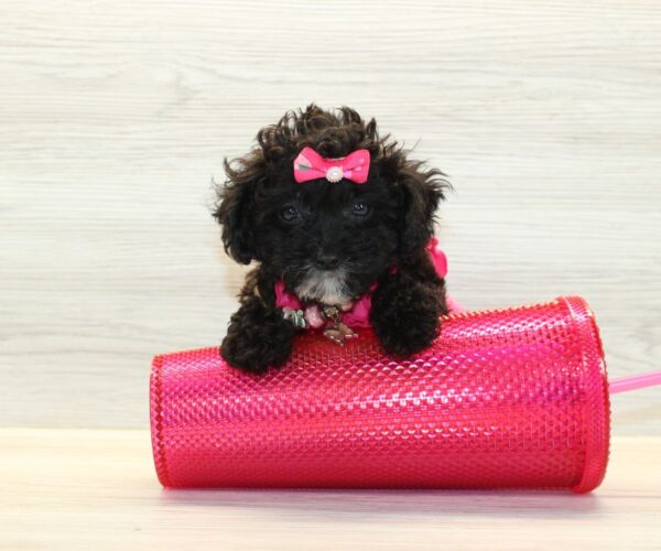 Soda - Teacup Poodle Puppy - Image 3