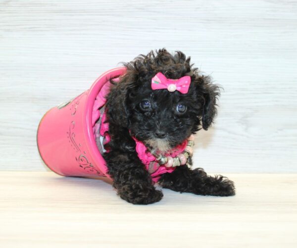 Soda - Teacup Poodle Puppy - Image 4