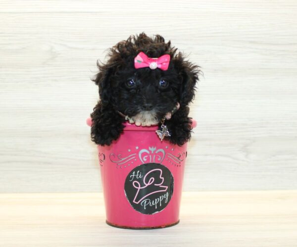 Soda - Teacup Poodle Puppy - Image 5