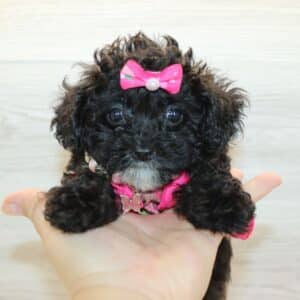 Soda - Teacup Poodle Puppy