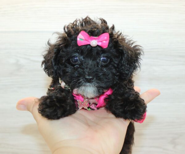 Soda - Teacup Poodle Puppy - Image 6