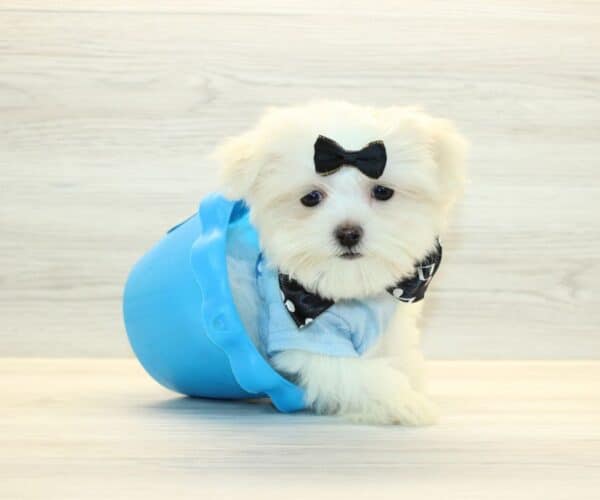 Sonic - Teacup Maltese Puppy - Image 3