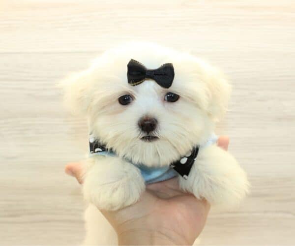 Sonic - Teacup Maltese Puppy - Image 4
