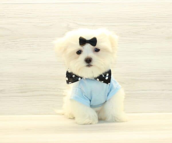 Sonic - Teacup Maltese Puppy - Image 5