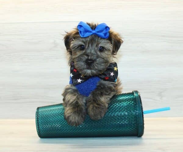 Waters - Toy Yorkipoo Puppy - Image 2