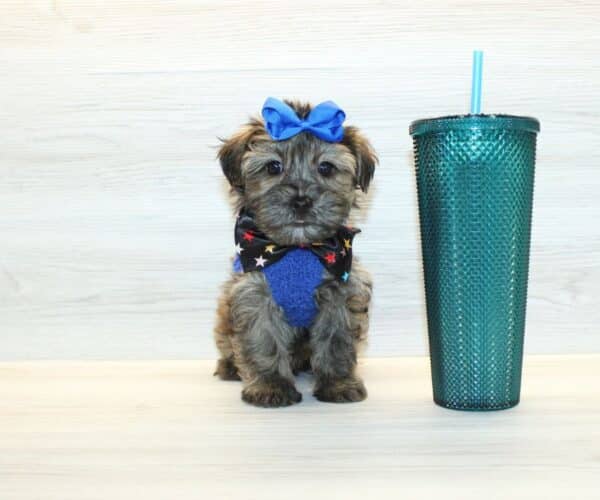 Waters - Toy Yorkipoo Puppy - Image 3
