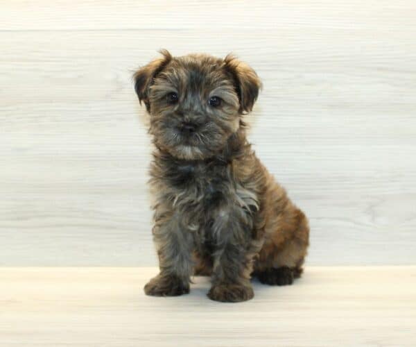 Waters - Toy Yorkipoo Puppy - Image 5