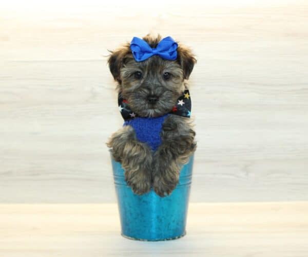 Waters - Toy Yorkipoo Puppy - Image 4