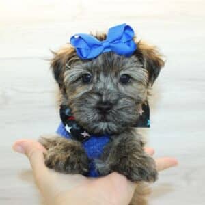 Waters - Toy Yorkipoo Puppy