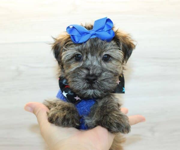Waters - Toy Yorkipoo Puppy