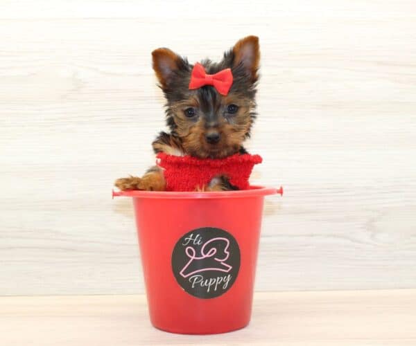 Youbie - Tiny Teacup Yorkie Puppy