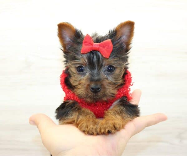 Youbie - Tiny Teacup Yorkie Puppy - Image 5