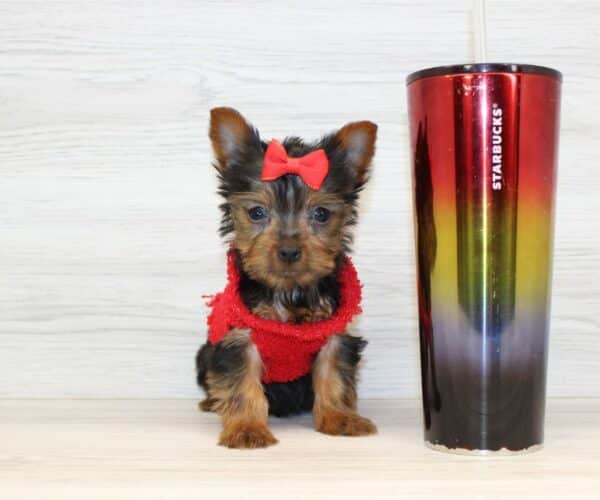 Youbie - Tiny Teacup Yorkie Puppy - Image 2