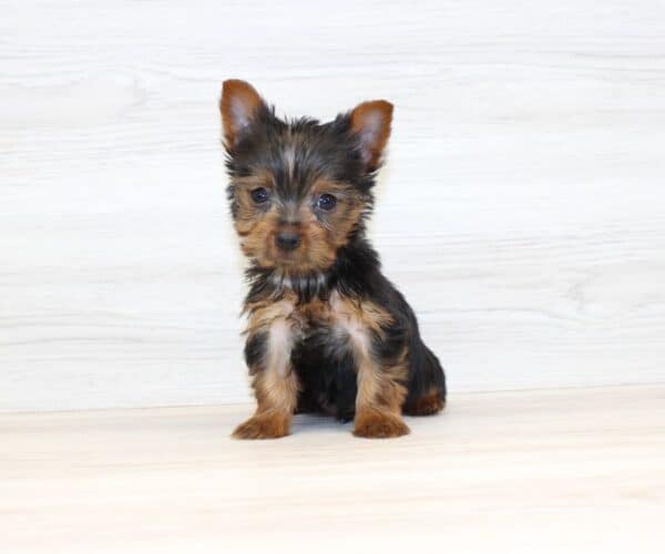 Youbie - Tiny Teacup Yorkie Puppy - Image 4