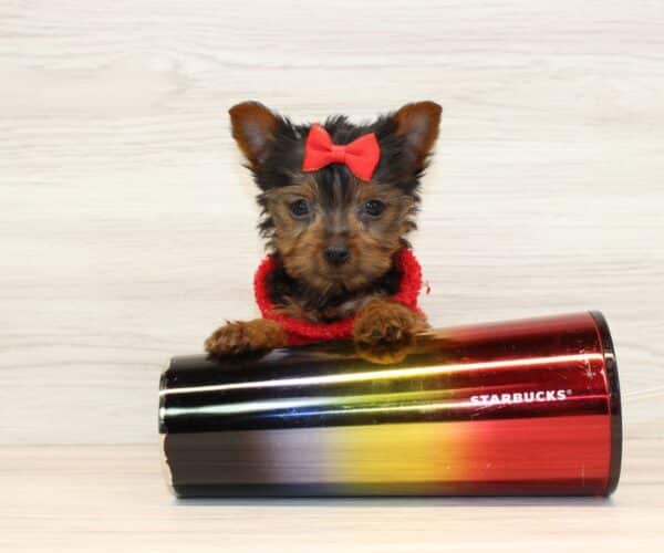 Youbie - Tiny Teacup Yorkie Puppy - Image 3