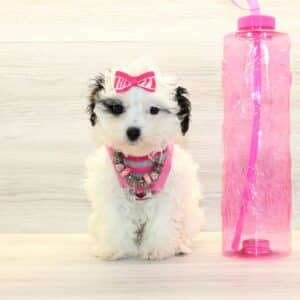 Zara - Toy Havapoo Puppy