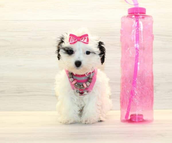 Zara - Toy Havapoo Puppy