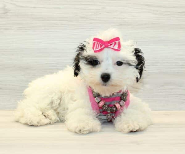 Zara - Toy Havapoo Puppy - Image 3