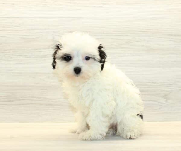 Zara - Toy Havapoo Puppy - Image 5