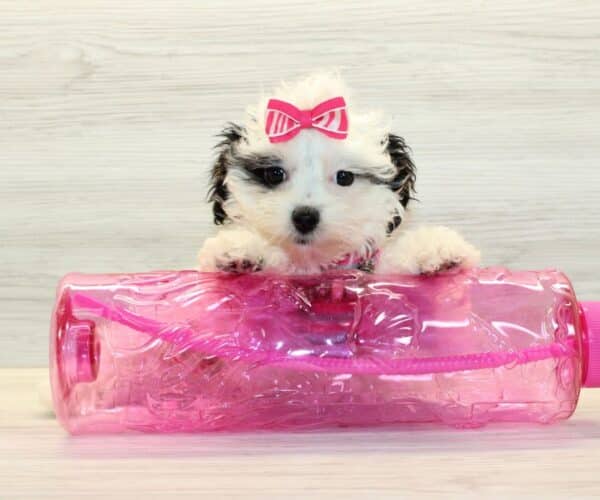 Zara - Toy Havapoo Puppy - Image 6