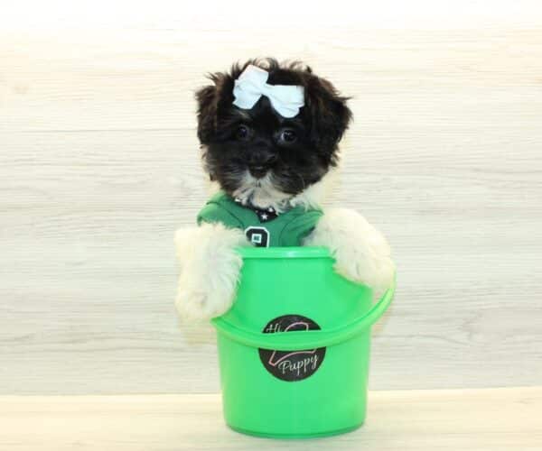 Zuhair  - Toy Havanese Puppy - Image 3