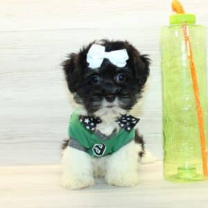 Zuhair  - Toy Havanese Puppy