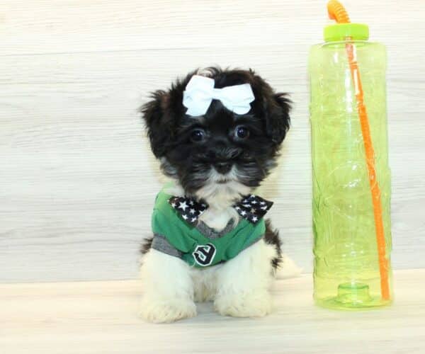 Zuhair  - Toy Havanese Puppy