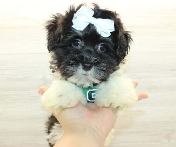 Zuhair  - Toy Havanese Puppy - Image 4
