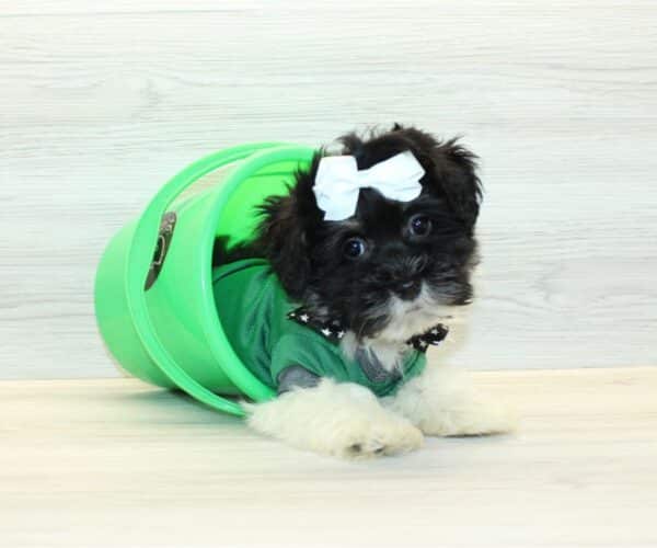 Zuhair  - Toy Havanese Puppy - Image 2