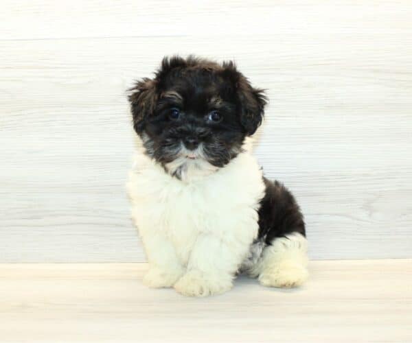 Zuhair  - Toy Havanese Puppy - Image 5