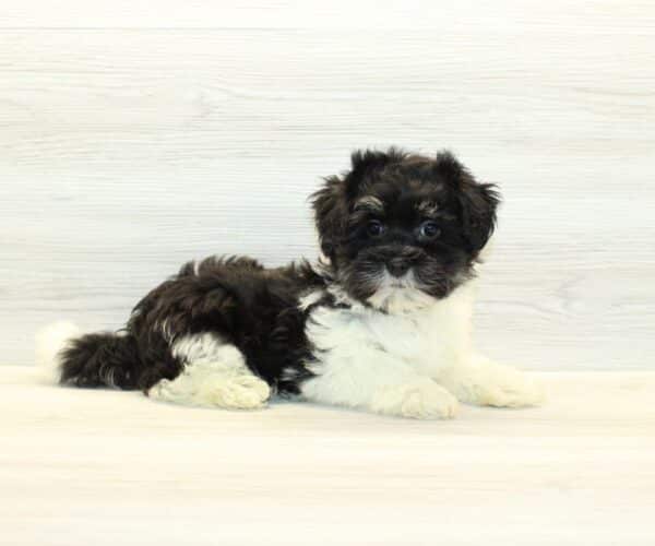 Zuhair  - Toy Havanese Puppy - Image 6