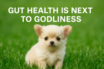 Cream-colored long-haired Chihuahua puppy sitting on fresh green grass with wide eyes, under bold text that reads “GUT HEALTH IS NEXT TO GODLINESS.”