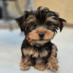 Puppy Heaven’s Customer Review