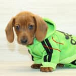 Puppy Heaven’s Reviews