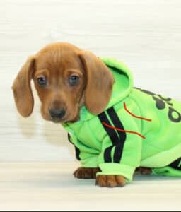 Puppy Heaven’s Reviews