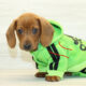 Puppy Heaven’s Reviews